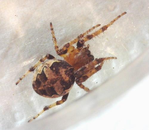 Larinioides cornutus